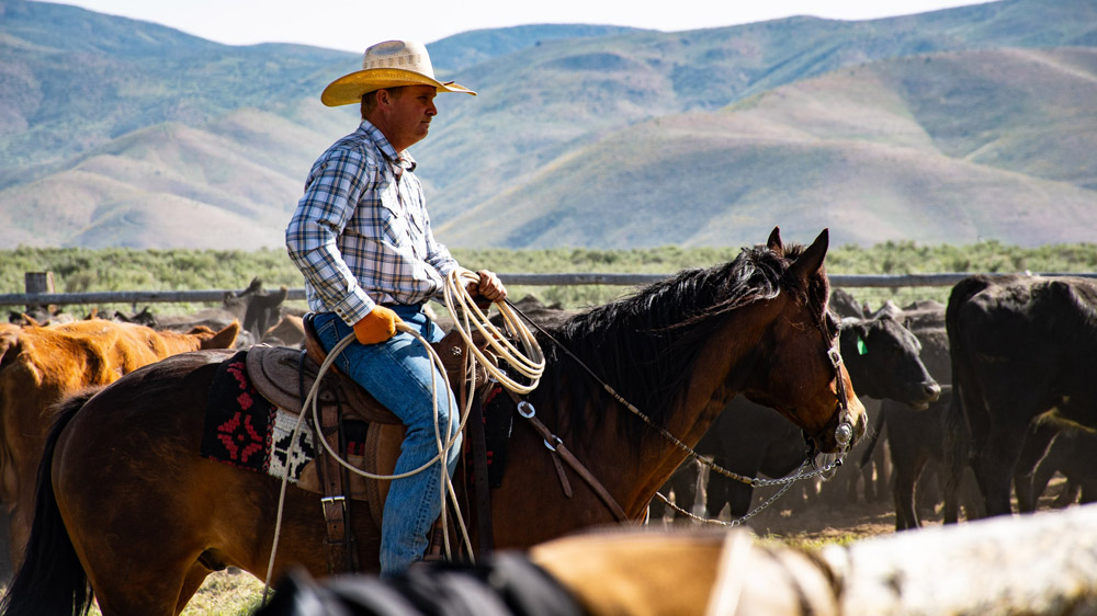 riding horses